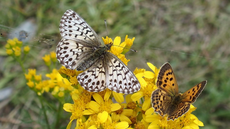 Lycaena virgaureae e Boloria (Clossiana) titania